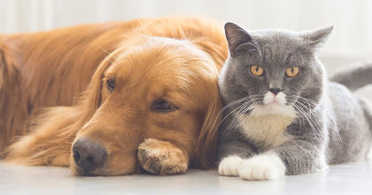 Pet's